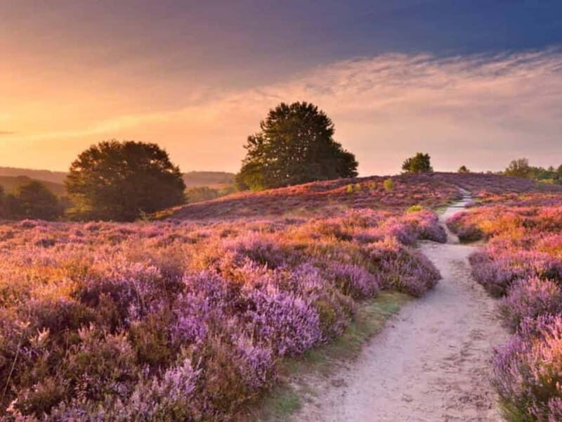 Arnhem: 8-hour culinary car tour of Veluwe - What’s Included and What’s Not