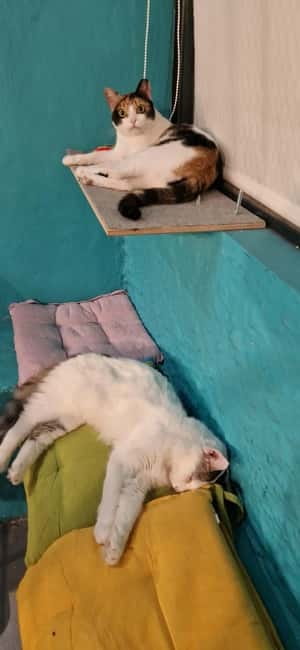 Athens: Cat Cafe Visit with Drink and Sweet - What Makes the Athens Cat Cafe Special?