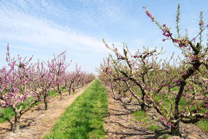 Barcelona: Cherry Blossoms in Aitona & Lunch Tour - Price and Value