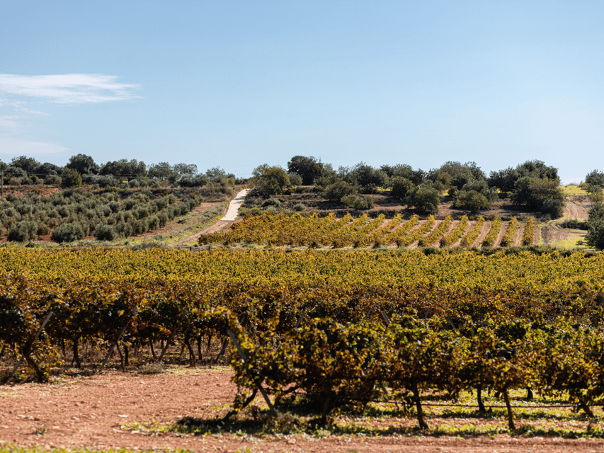 Barcelona: Priorat Wine Tour & Tastings and Lunch - Practical Details and What to Expect