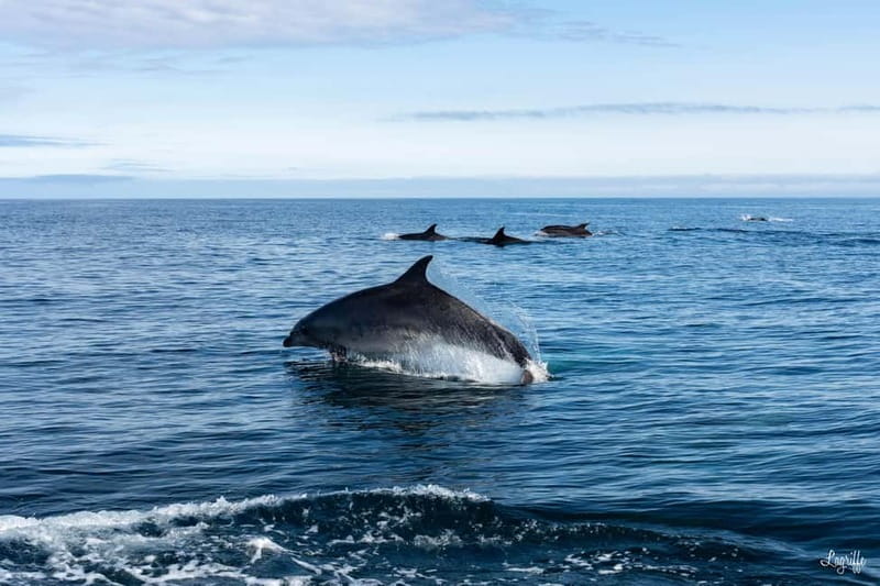 Basque Country : Whale and Dolphin Watching Boat Tours - Practicalities and What to Bring