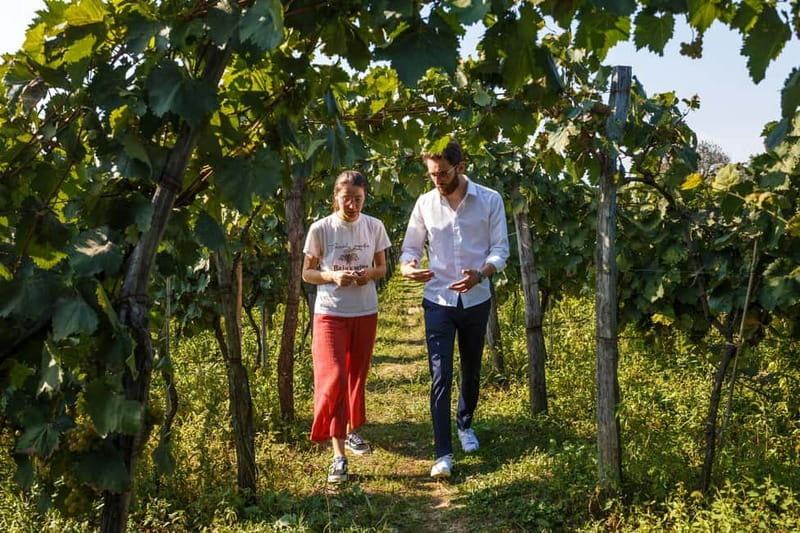 Batumi to Kutaisi, Wine & Dine - Analyzing the Value