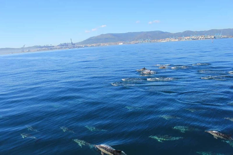 Bay of Gibraltar: Dolphin Cruise - Who Will Love This Experience?