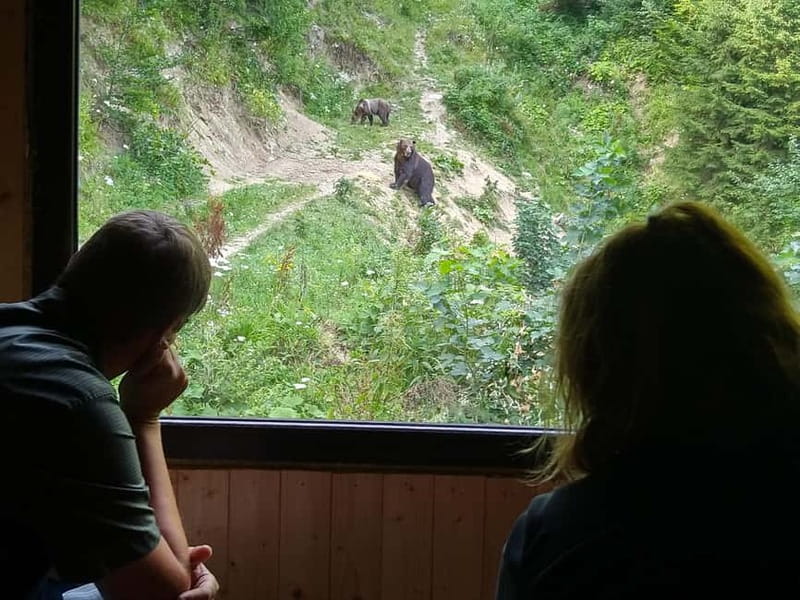 Bear watching experience in the wild - Authentic Feedback from Past Participants