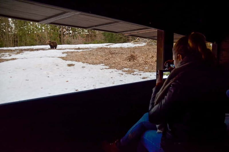 Bear watching in the Land of Volcanoes - Who Should Consider This Tour?