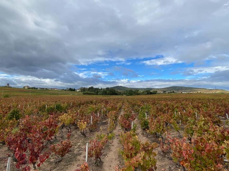 Beaujolais: Tours, wine tastings, and bistronomic restaurant - Lunch at a Bistronomic Restaurant