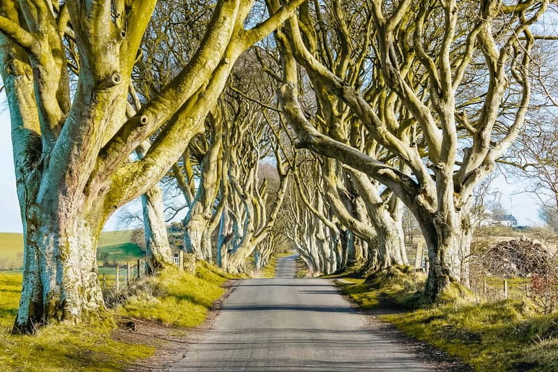 Belfast: Giant's Causeway, Dark Hedges, and Dunluce Castle - Practical Aspects & Value  