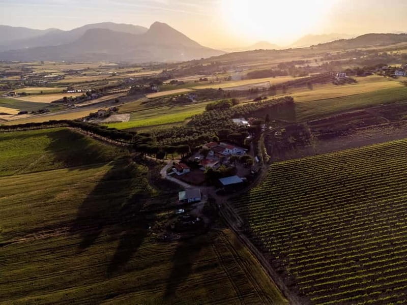 Benevento: picnic among the olive groves of the Sannio and tour of the estate - The Picnic: Tasting Local Flavors in Nature