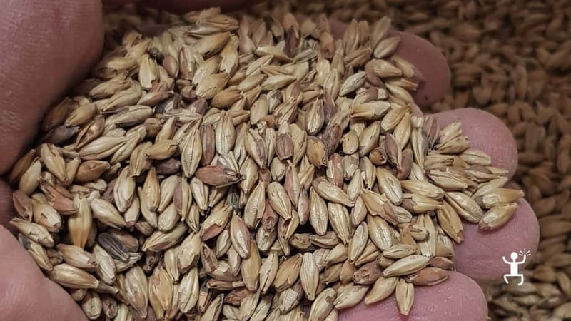 Benevento: visit and tasting at a brewery in Apollosa - Detailed Breakdown of the Itinerary
