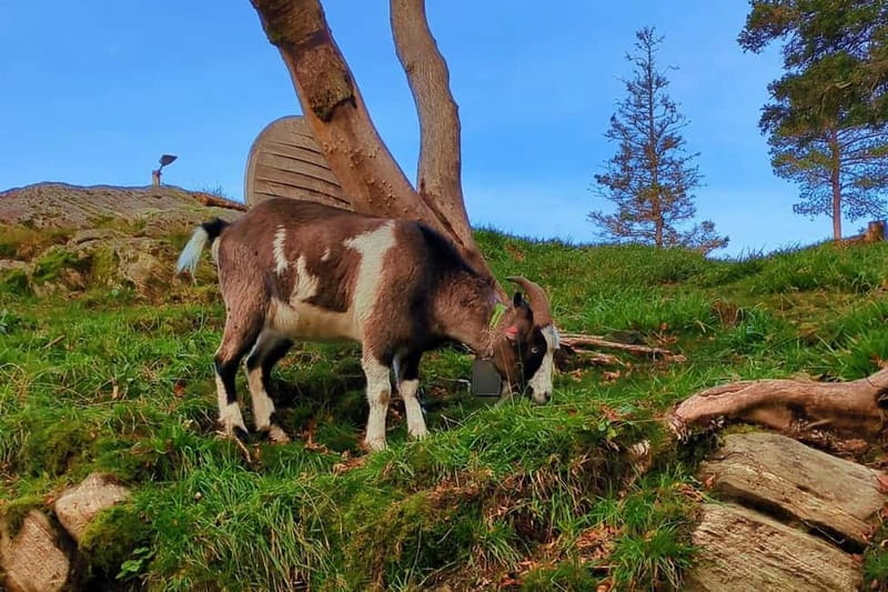Bergen Like a Local: Culture, Views, and the Stave Church - Practical Details & Value