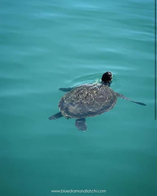 Blue Lagoon cruise with slide departing from Latchi harbour - Real Traveler Insights