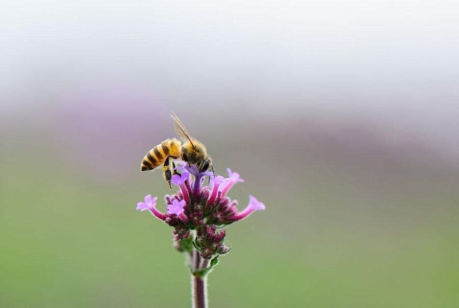 Bosa: discover the products of the beehive - Why This Tour Stands Out