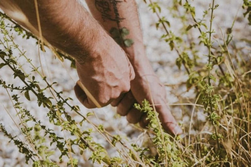 Botanical workshop & Nepeta's bitters tasting in Val di Noto - Is This Tour Worth It?