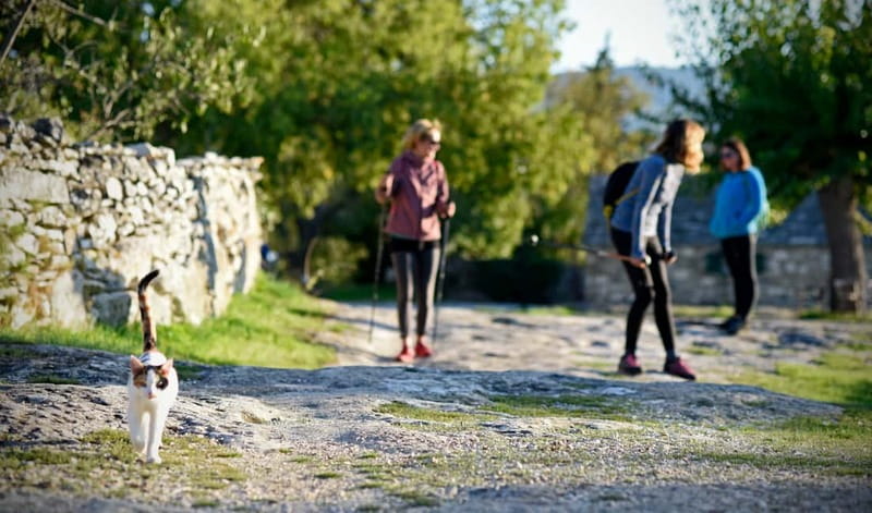 Bra island: Hiking Vidova gora krip Museum of olive oil - What Makes This Tour Stand Out