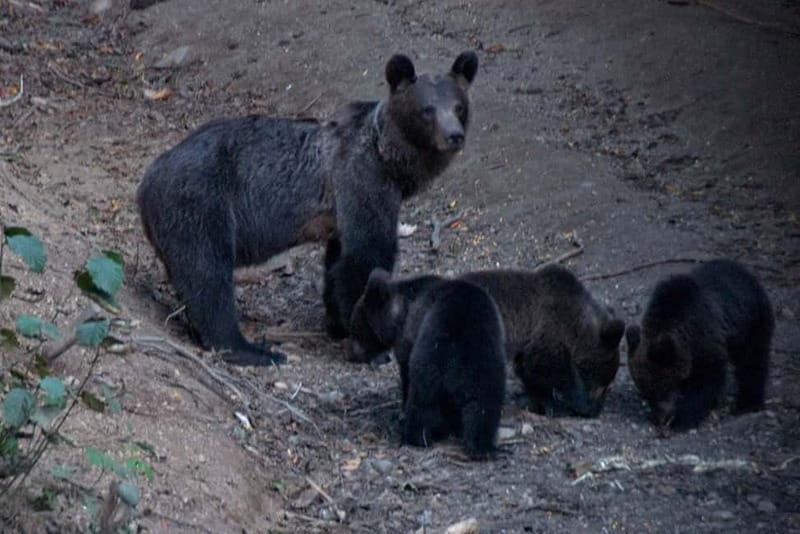 Brasov: Brown Bear & Wildlife Watching - An In-Depth Look at the Brasov Wildlife Watching Experience