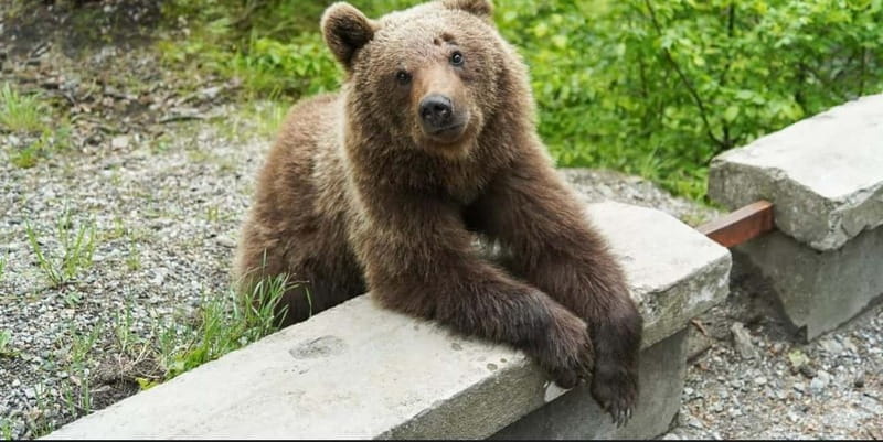 Bucharest: Bears Safari on Top Gear Road Transfagarasan - Practicalities & Value