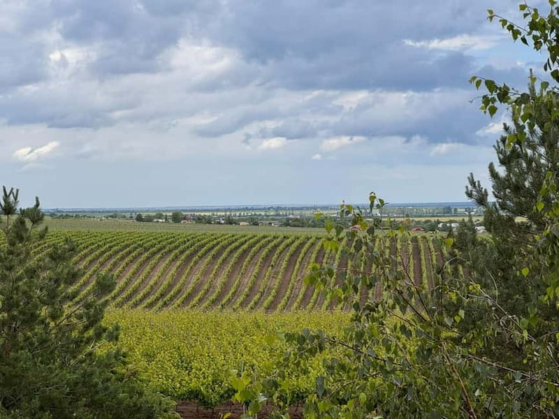 Bucharest: Half-Day Tour of Dealu Mare Wineries - Why This Tour Stands Out