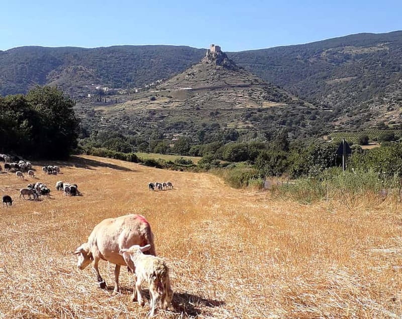 Burgos: sheep milking experience - Who Will Love This Experience?