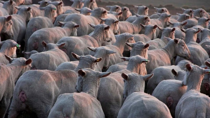 Burgos: sheep shearing experience - Exploring the Sheep Shearing Experience in Burgos
