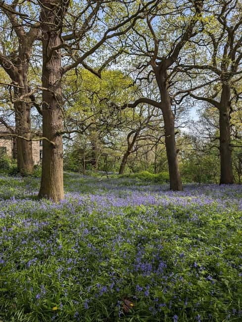 Canterbury: City Nature Tour with Forest Bathing - The Heart of the Tour: Forest Bathing