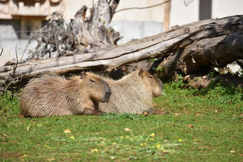 Carini: admission ticket to the Biopark of Sicily - What You’ll See and Do