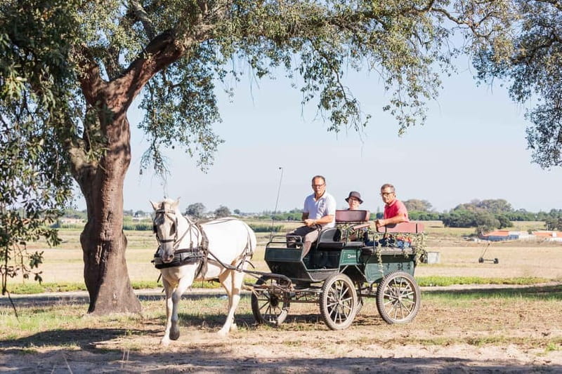CARRIAGE Ride On The Beach (Rosário Beach) - The Itinerary: What to Expect