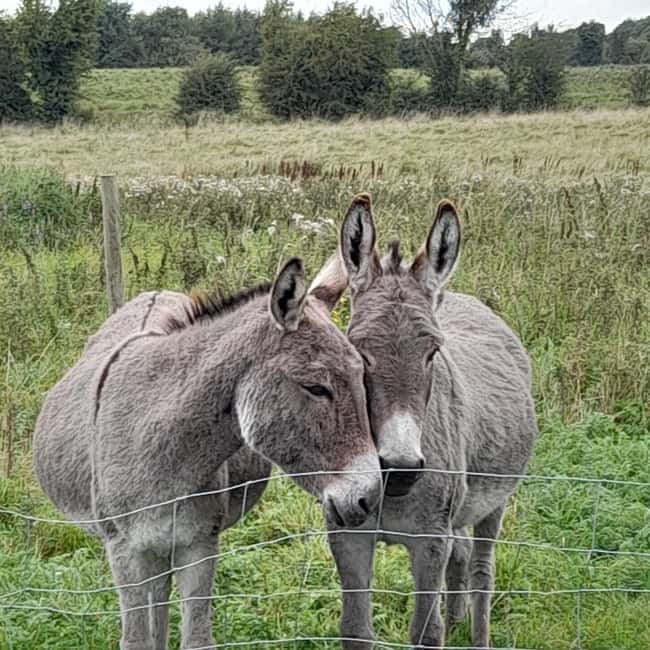 Castlegadddery: Murtagh's Organic Farm Guided Tour - The Highlights of Murtagh’s Organic Farm