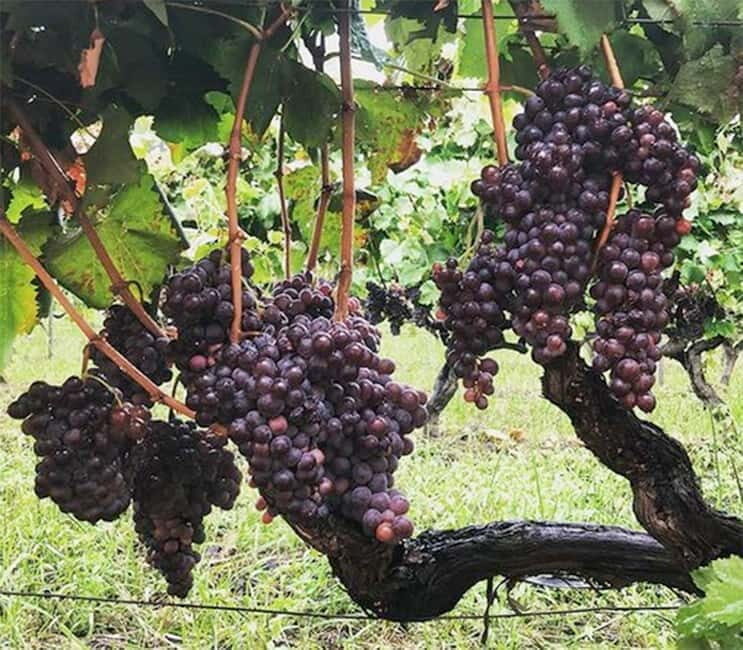 Catania : Wine and Lunch Tour - Who Will Love This Tour?