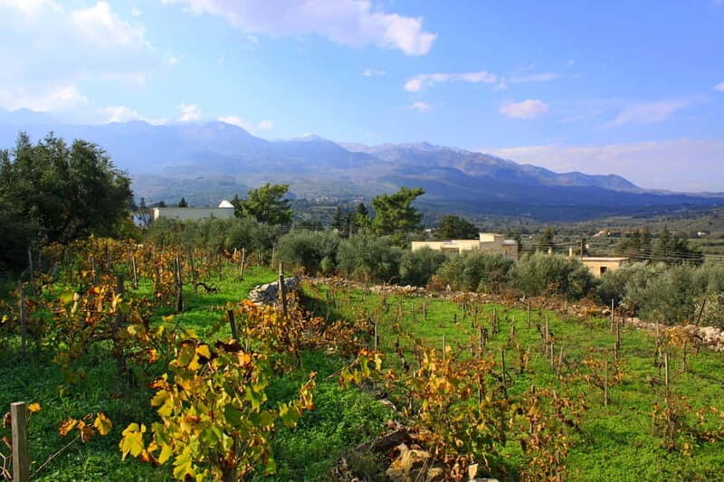 Chania: Full-Day Vineyard & Winery Private Tour w/ Tastings - Who Should Book This Tour?