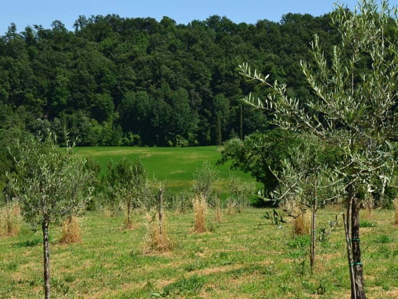Chianciano: Olive Mill Tour with Oil and Food Tasting - The Practical Side: What You Need to Know