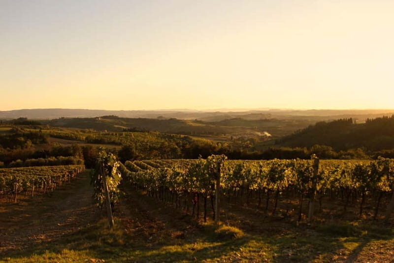 Chianti: Fattoria La Leccia - Guided Visit and Tasting - Who Should Consider This Tour?