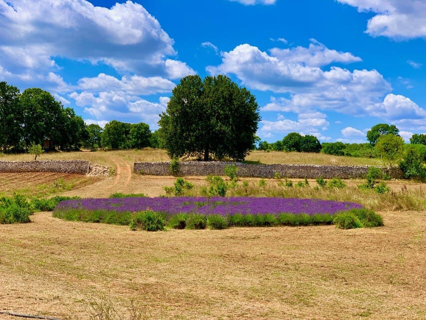 Cisternino: Natural cosmetics workshop - The Value of the Experience