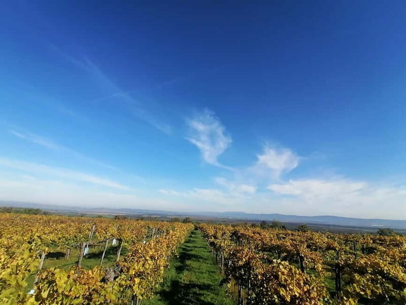 Close to Budapest:Wine Tasting in a Small Cozy Family Winery - Who Will Enjoy This Tour?