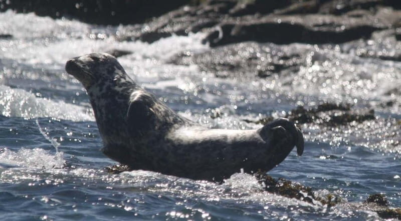 Cornwall: 2 hour Wildlife Watching RIB Tour - Key Points