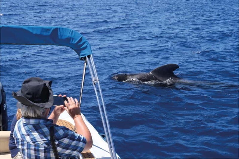 Costa Adeje: Whale Watching Eco Experience with Hydrophone. - The Itinerary: What You Can Expect