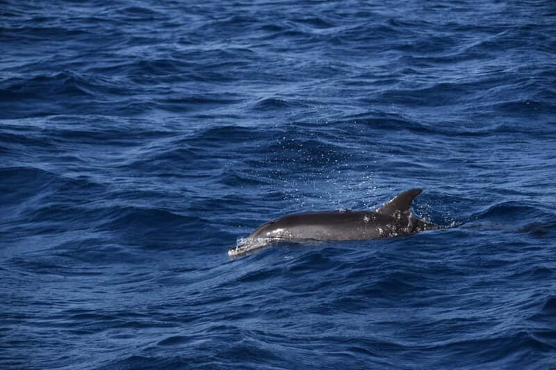 Costa Calma: Fuerteventura Dolphin Watching Boat Tour - The Itinerary in Detail