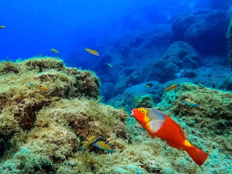 Costa Teguise: Guided 2-hour Snorkeling Tour for all levels - What Marine Life Will You See?