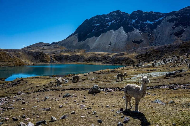 Cusco: 7 Lagoons of Ausangate Full Day - The Sum Up: Who Should Consider This Tour?