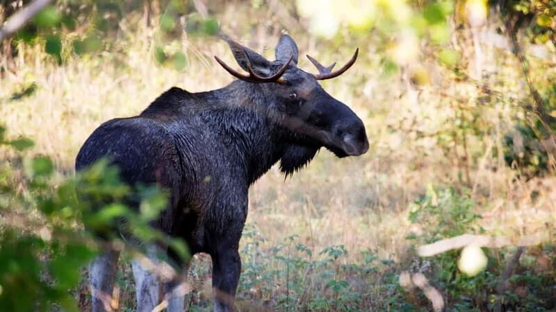 Dals Långed: Moose Park Guided Tour with Feeding - What to Expect During Your Visit