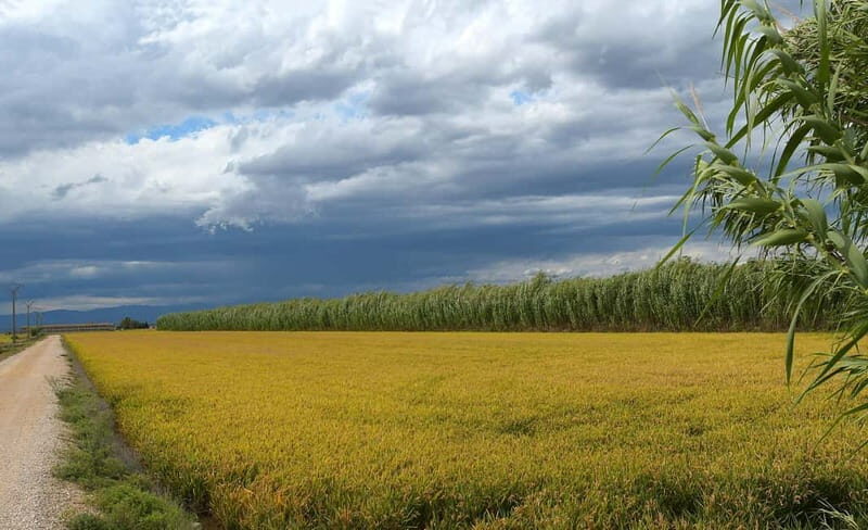 Deltebre: bicycle rentals in the Ebro Delta - What’s Included and How It Works