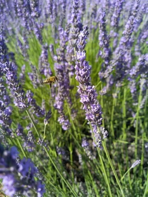 departing from Avignon, Classic lavender tour - Detailed Breakdown of Each Stop
