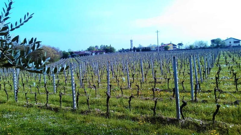 Desenzano d/G: guided bike day trip + selected wines, cooking class - Who Will Appreciate This Tour?