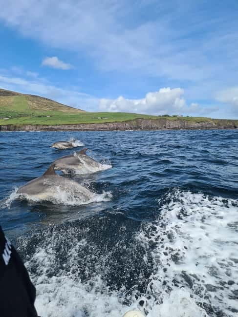 Dingle: Blasket Island Eco Tour with Wildlife Watching - Who Should Consider This Tour?
