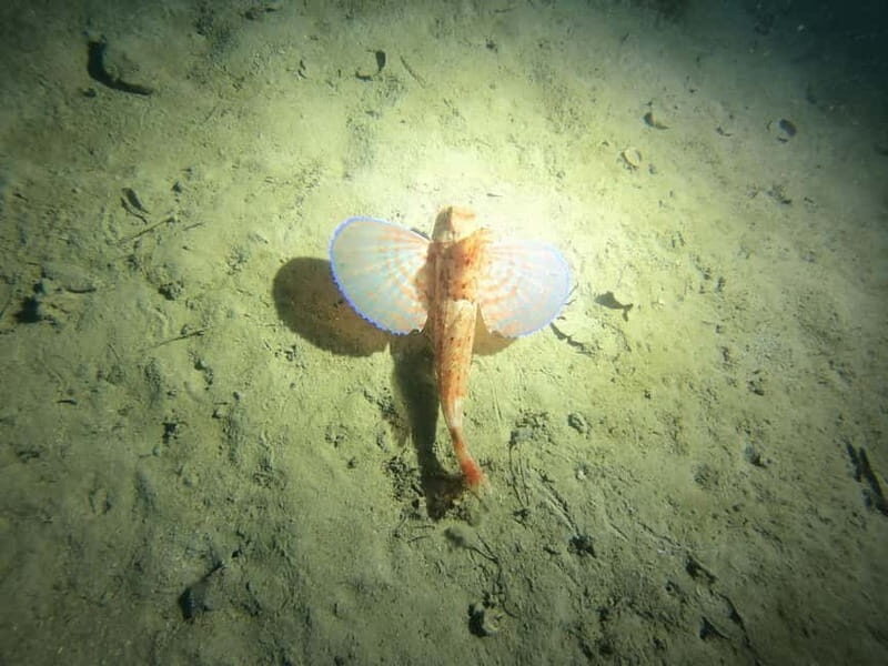 Diving - Learning New Skills in a Relaxed Environment
