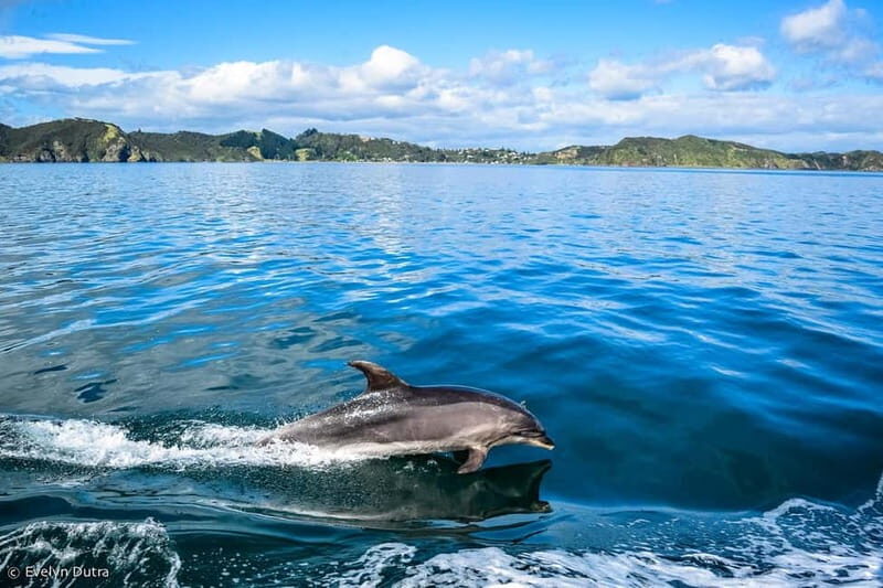 Dolphin Island Full-Day Boat Trip from Side, Turkey - What’s Included and What’s Not