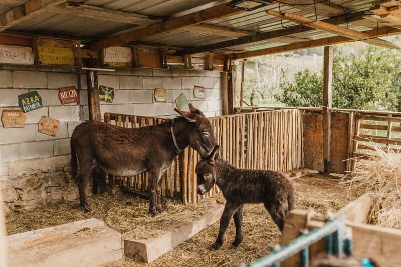Donkey Farm and Lipa Cave Tour; Cave Crawling Donkey Calling - A Close Look at the Experience