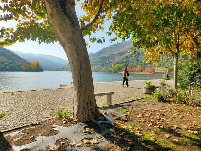 Douro Valley: Discover the Wine Region with Tastings. - An In-Depth Look at the Douro Valley Experience