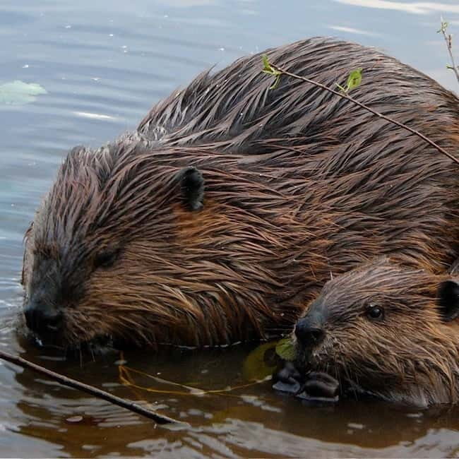Drimmelen: Biesbosch Nature Reserve Boat Tour - The Itinerary Breakdown