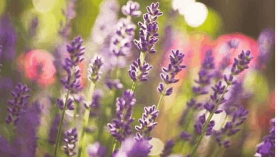 Ecoherbes - Guided Visit to the botanical garden - Exploring Ecoherbes Park in Detail