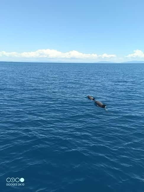 Elba Island boat trips - An In-Depth Look at the Elba Island Boat Trip Experience